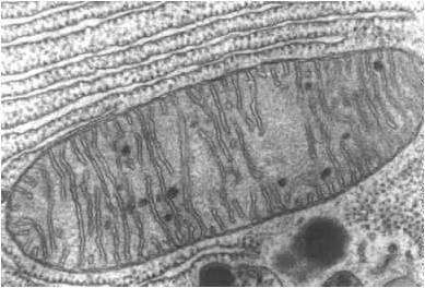 picture of cell